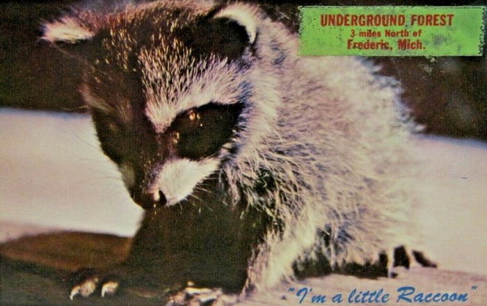 Underground Forest - Vintage Postcard (newer photo)